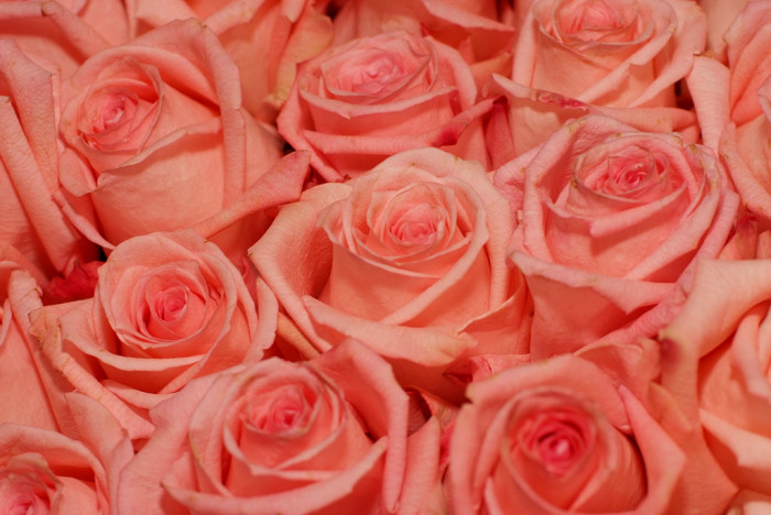 장미 - Rose, Rosa hybrida