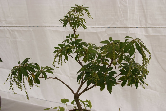 마취목 - Japanese andromeda, Japanese pieris,Dwarf Lilly-of-the-Valley Shrub, Pieris japonica