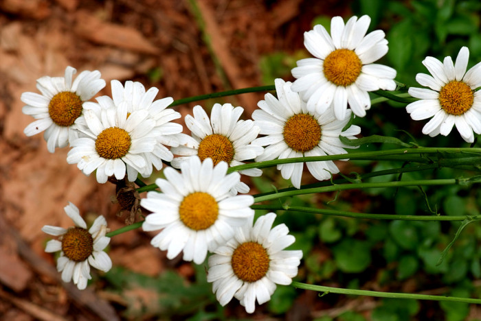 샤스타데이지 - Shasta daisy, Leucanthemum x superbum