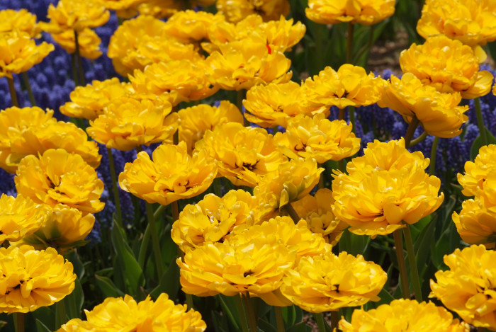튤립 - Tulip, Tulipa gesneriana