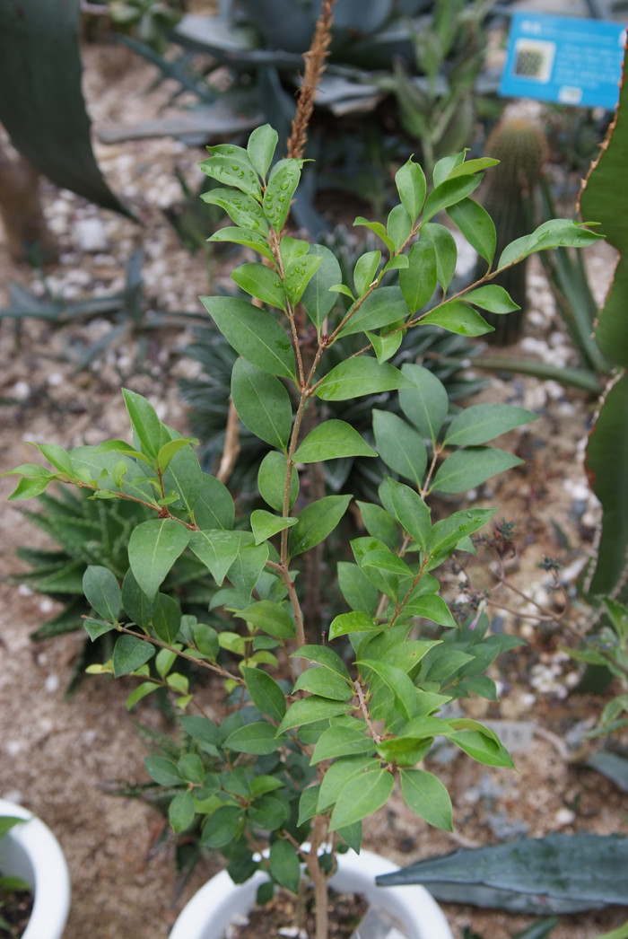 광나무 - Ligustrum japonicum Thunb. var. japonicum