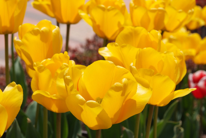 튤립 - Tulip, Tulipa gesneriana