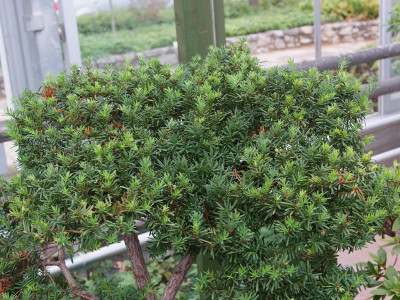 설악눈주목 사진 - Taxus caespitosa Nakai Photos