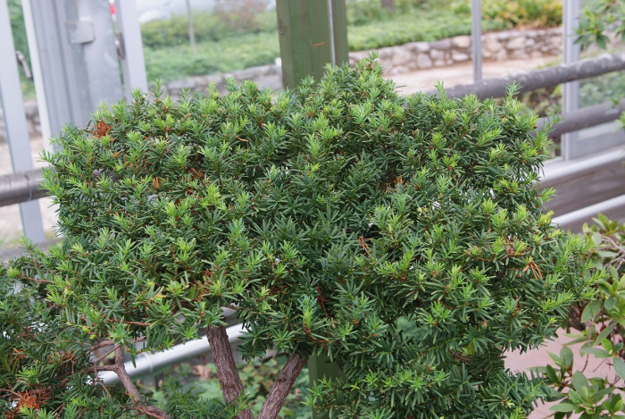 설악눈주목 - Taxus caespitosa Nakai