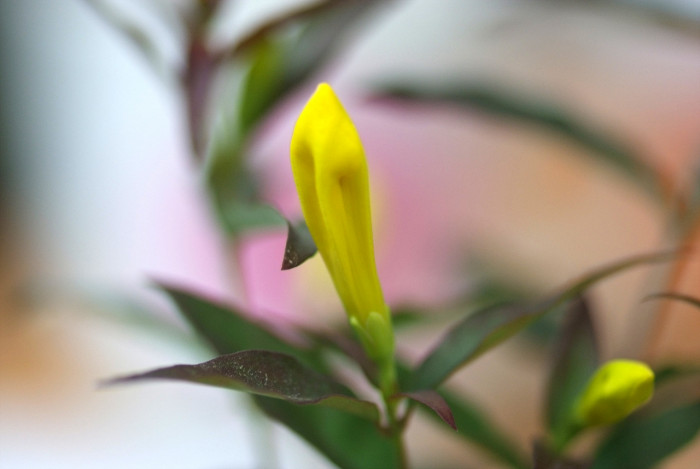 개나리자스민 - Carolina jasmine, Gelsemium sempervirens (L.) J.St.-Hil
