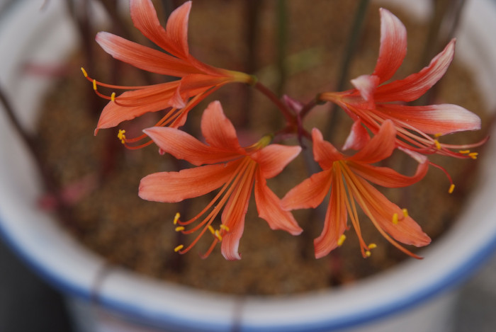 백양꽃 - Lycoris sanguinea var. koreana (Nakai) T.Koyama