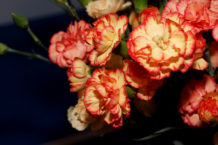 카네이션 - Bernard, Dianthus caryophyllus L.
