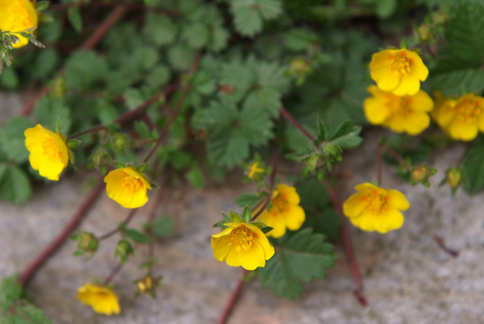 좀양지꽃 - Potentilla matsumurae Th.Wolf