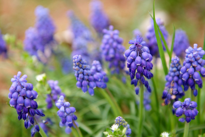 무스카리 - blue grape hyacinth, Muscari armeniacum.