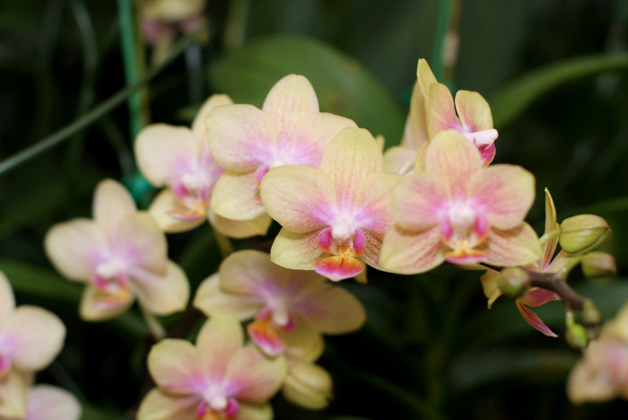 호접란 - Moth orchids, phalaenopsis