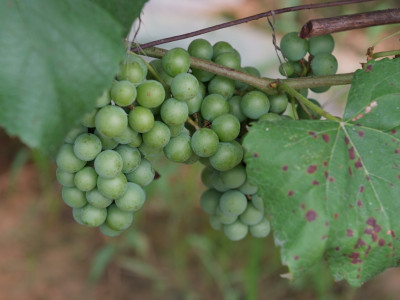 포도 사진 - Vitis vinifera L. Photos