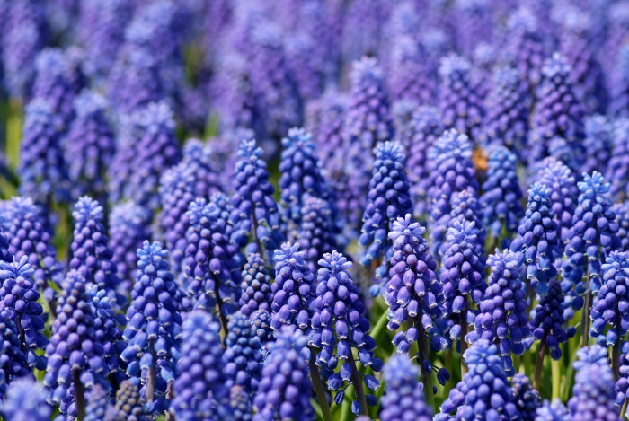 무스카리 - blue grape hyacinth, Muscari armeniacum.