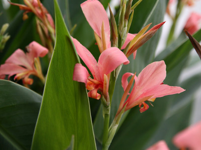 칸나 사진 - Canna spp Photos