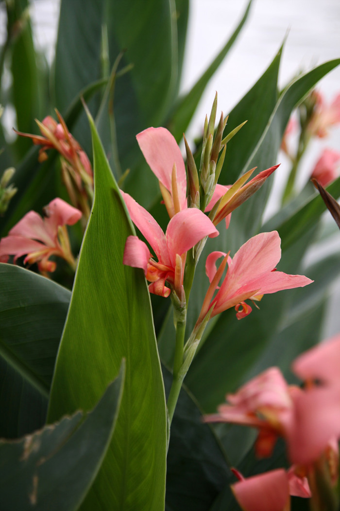 칸나 - Canna lily, Canna spp