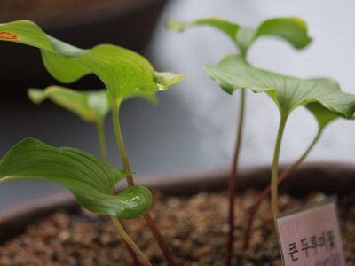 큰두루미꽃 사진 - Maianthemum dilatatum (Wood) A.Nelson & J.F.Macbr. Photos