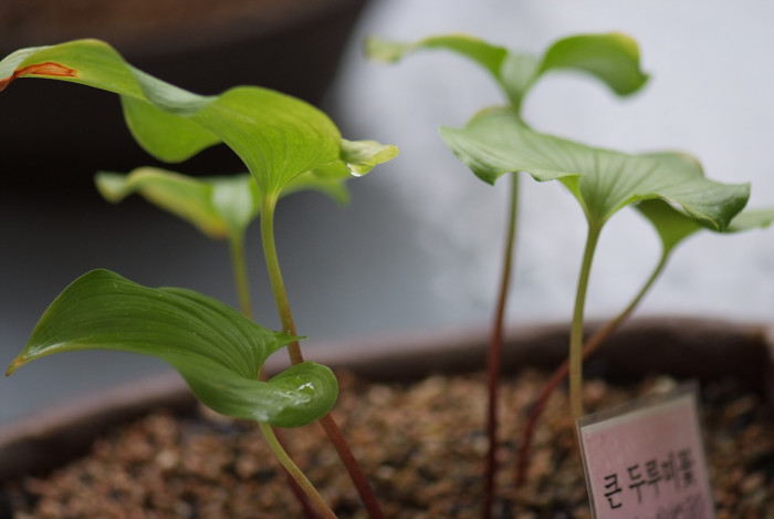 큰두루미꽃 - Maianthemum dilatatum (Wood) A.Nelson & J.F.Macbr.