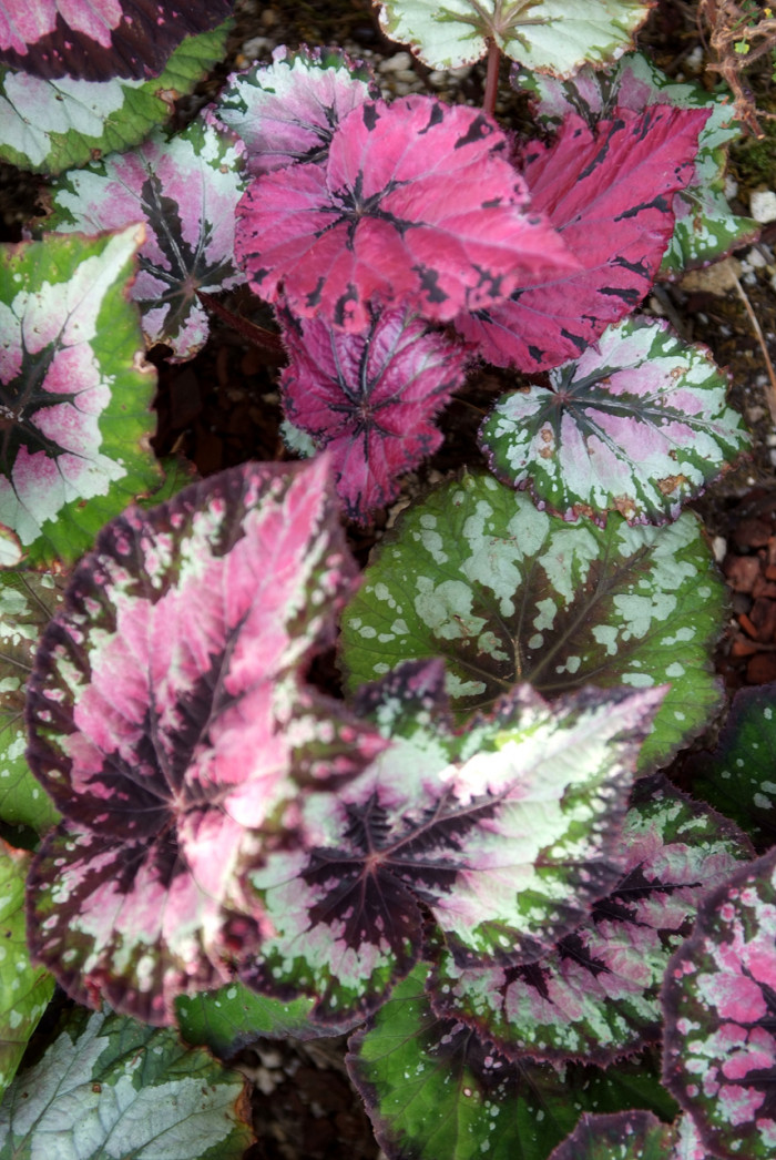 렉스베고니아 - Rex begonia, Begonia rex