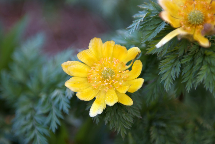 복수초 - Adonis amurensis