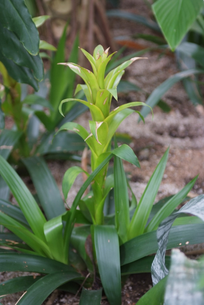 구즈마니아 - Striped torch, Guzmania dissitiflora