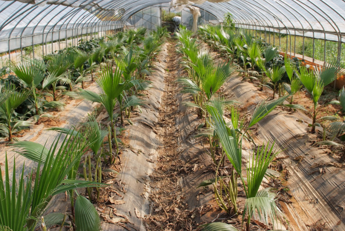 워싱턴야자 - Washington palm, California Fan Palm, Washingtonia filifera