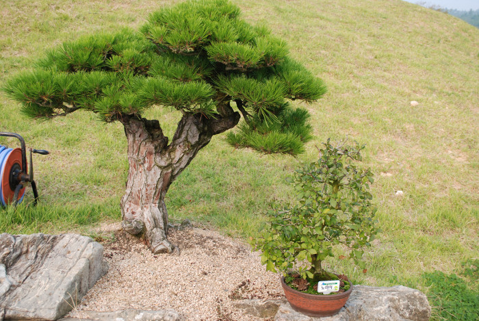소나무 - Pine Tree, Pinus densiflora Siebold & Zucc.