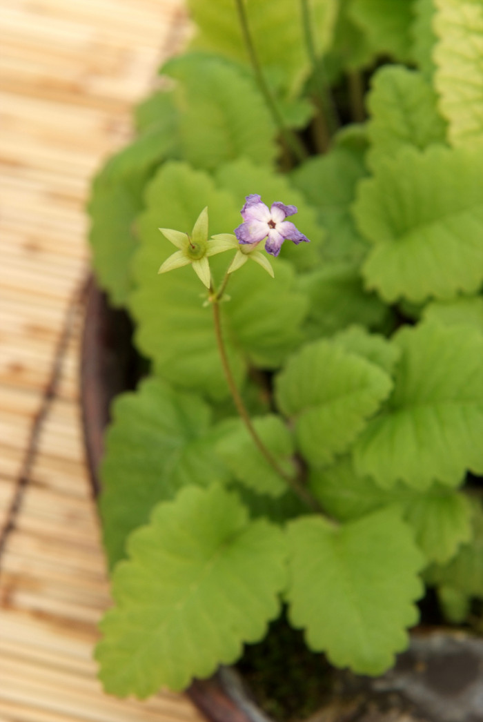 앵초 -  East Asian primrose, Primula sieboldii E.Morren