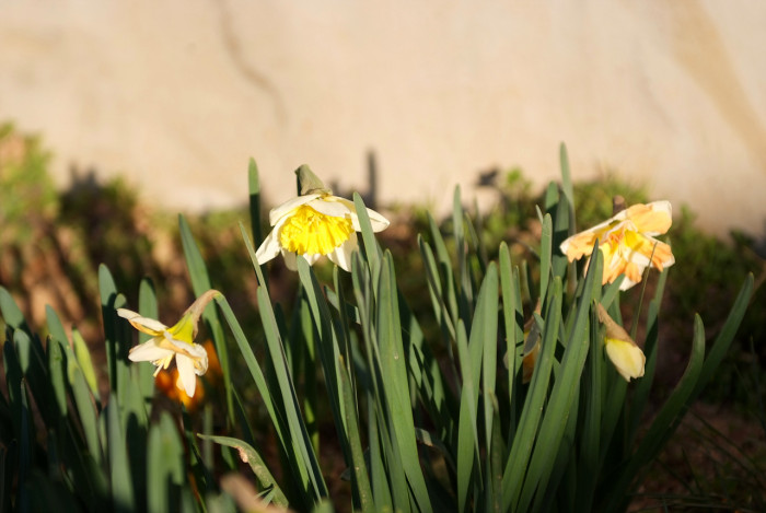 수선화 - daffodil, Narcissus tazetta var. chinensis