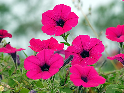 페튜니아 사진 - Petunia hybrida Photos