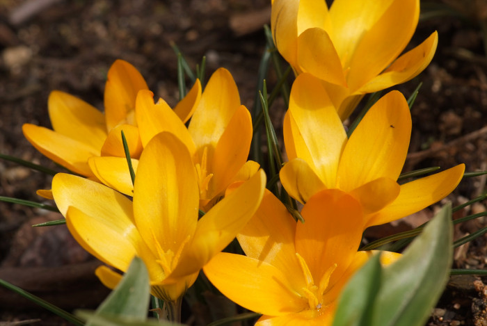 크로커스 - Crocus, Crocus spp.
