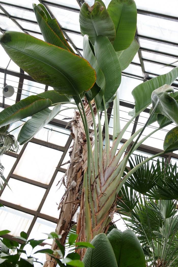 큰극락조화 - Bird of Paradise, Strelitzia nicolai