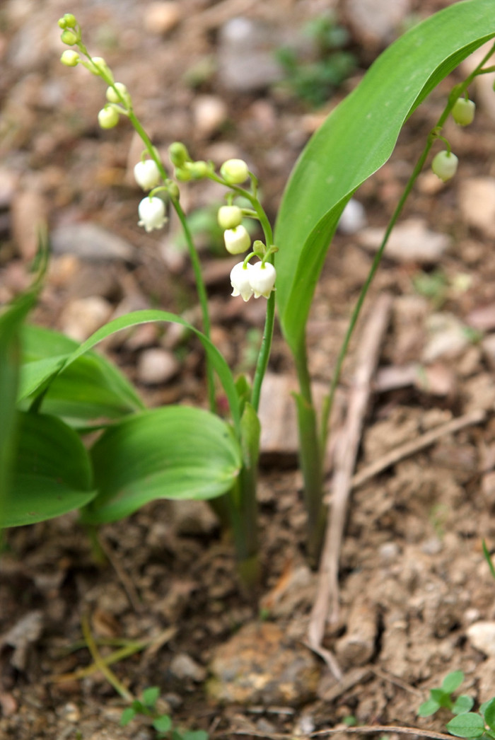 은방울꽃 - Convallaria keiskei Miq.