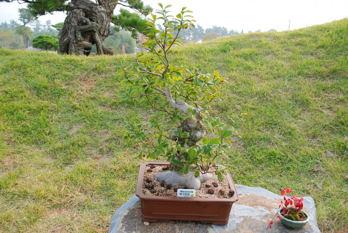 목련 - Magnolia kobus DC.
