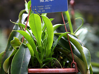 네펜데스 사진 - Nepenthes Photos