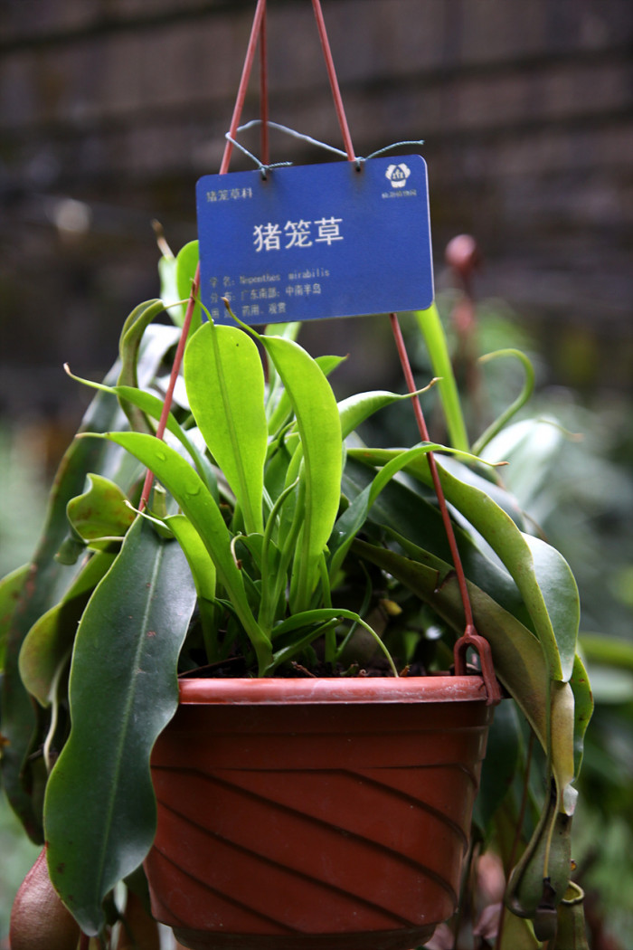 네펜데스 - Nepenthes