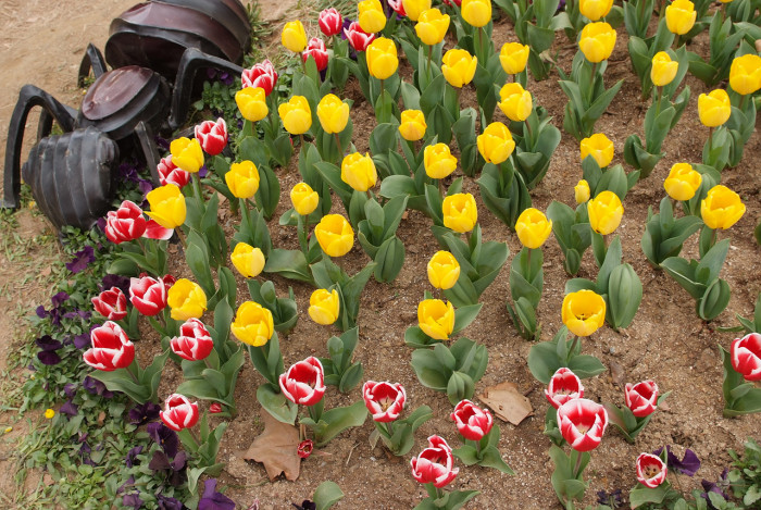 튤립 - Tulip, Tulipa gesneriana