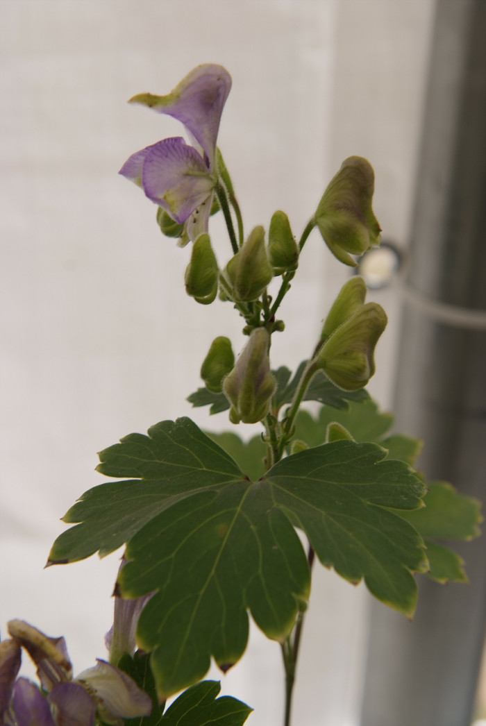 세잎돌쩌귀 - Aconitum triphyllum Nakai