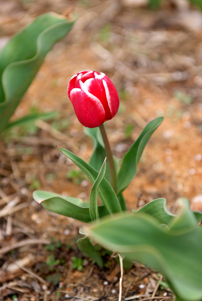 튤립 - Tulip, Tulipa gesneriana