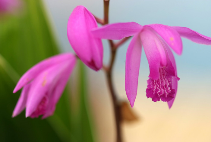 자란 - Bletilla striata (Thunb. ex Murray) Rchb.f.