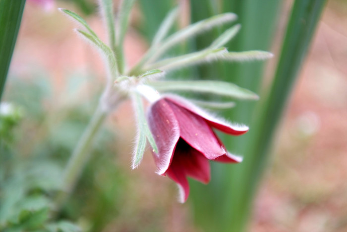 할미꽃 - Pulsatilla koreana