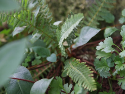 주저리고사리 사진 - Dryopteris fragrans (L.) Schott Photos