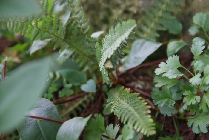 주저리고사리 - Dryopteris fragrans (L.) Schott