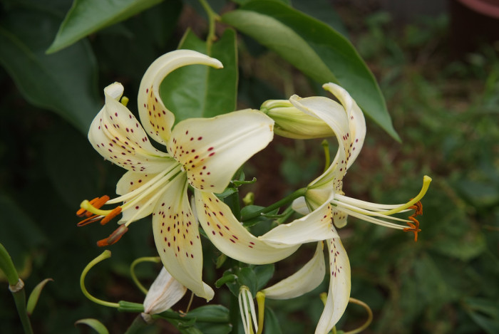 백합 - Lily, Lilium longiflorum Thunb.
