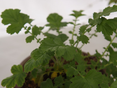 뱀무 사진 - Geum japonicum Thunb. Photos
