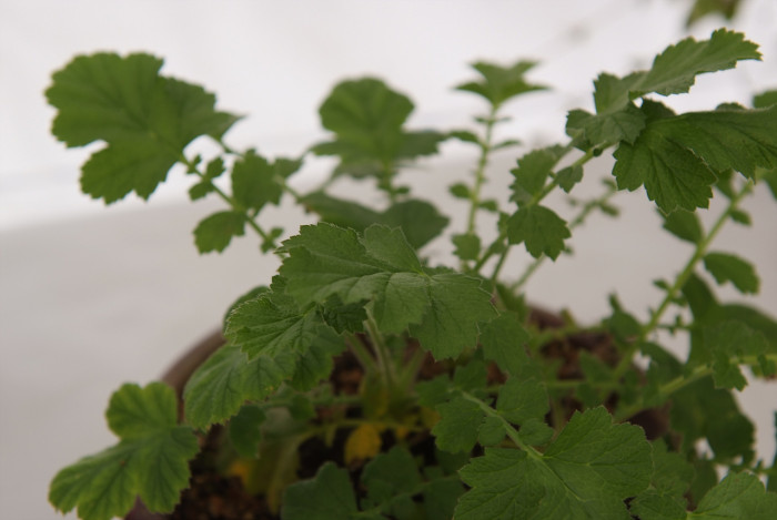 뱀무 - Geum japonicum Thunb.