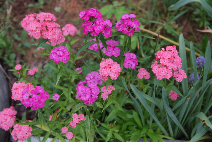 패랭이꽃 - Dianthus chinensis L. var. chinensis, Dianthus chinensis L. var. chinensis
