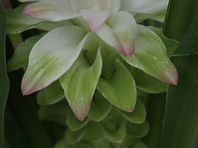 울금 사진 - Curcuma aromatica Salisb Photos