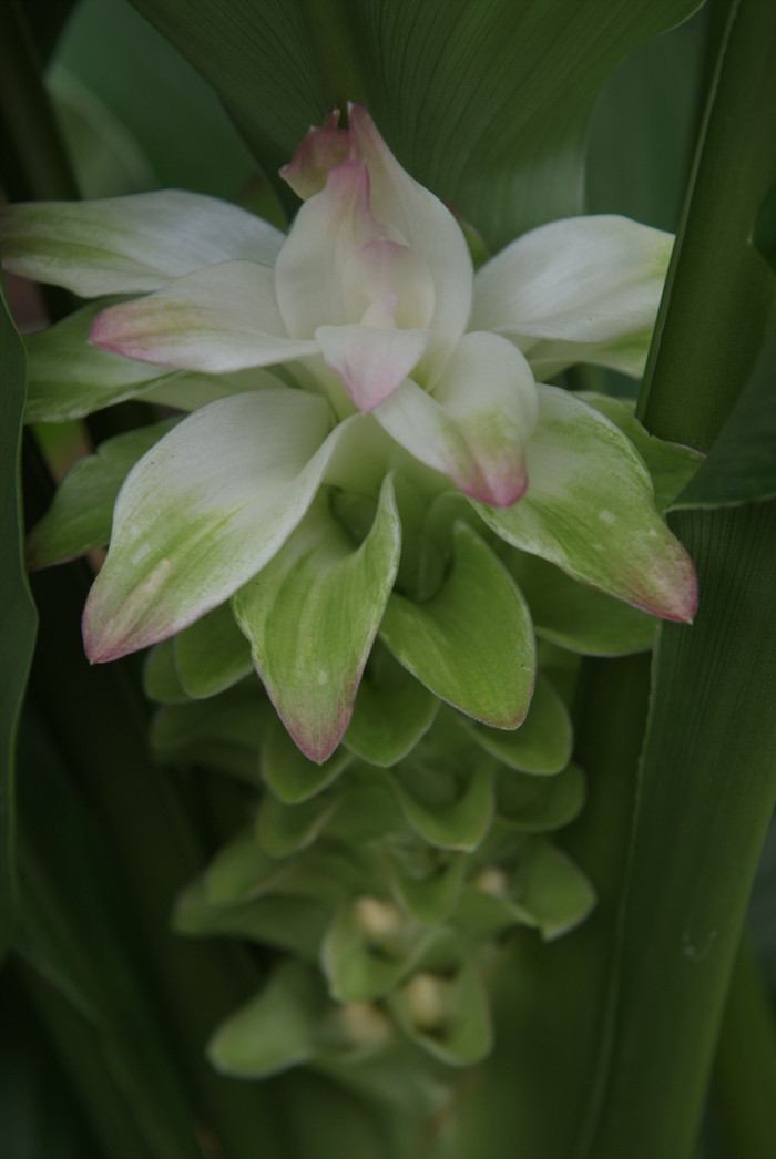 울금 - Curcuma aromatica Salisb