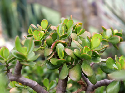 크라슐라  사진 - Crassula Photos