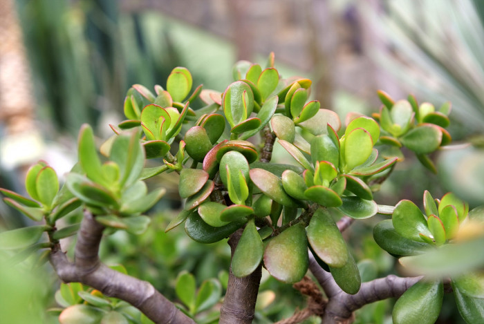크라슐라  - Crassula
