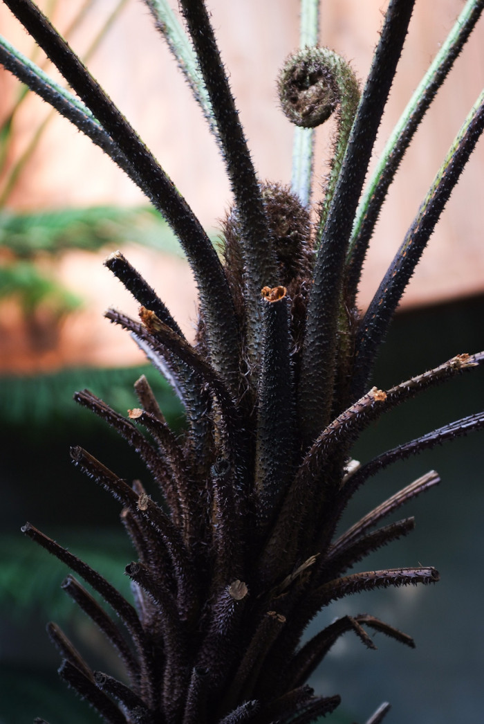 해고 - Cyathea spinulosa Wall ex HOOK